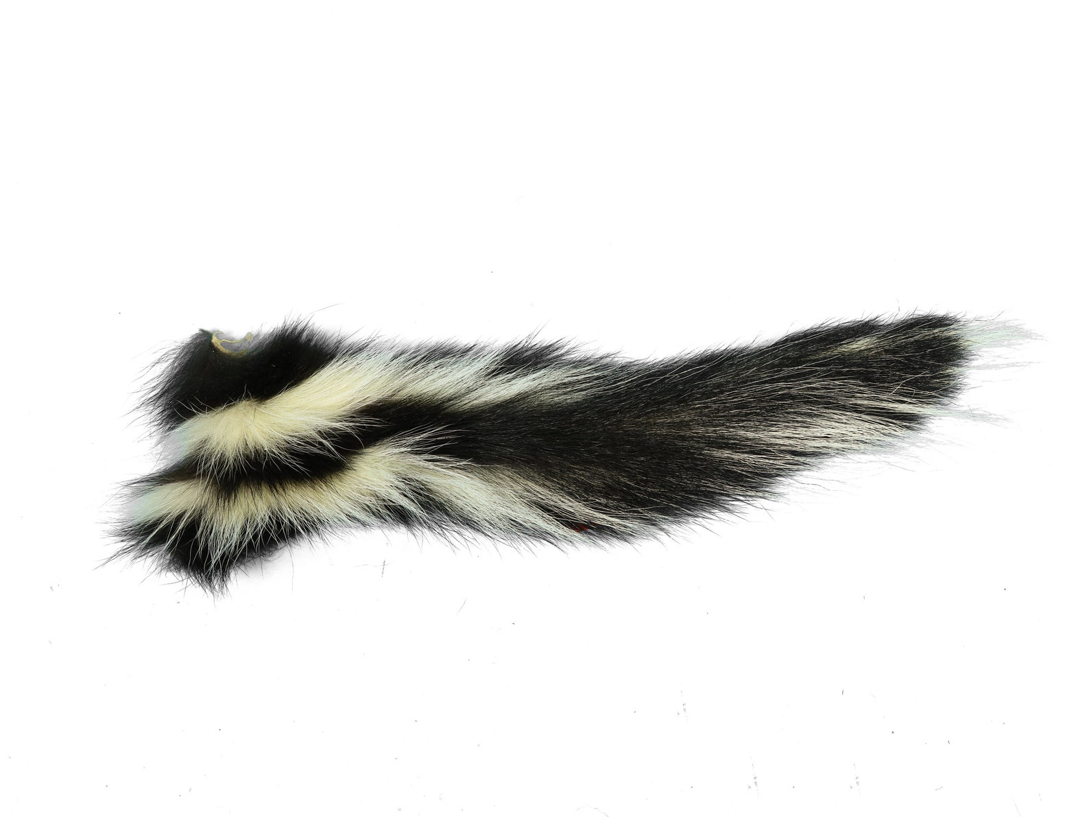 Real Tanned Super Premium XXL Skunk Tail 18-SK-G4293 9UL1 | Etsy