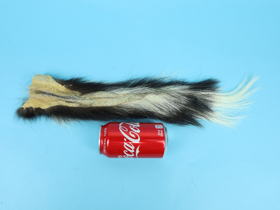 Real Tanned Super Premium XXL Skunk Tail 18-SK-G4282 9UL1 | Etsy