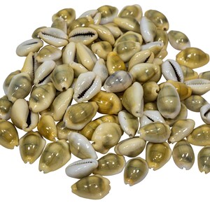 May include: A pile of small, smooth, white and yellow seashells. The shells are oval-shaped and have a slight sheen.