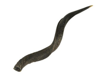 Cuerno de kudú mediano auténtico de Sudáfrica (1024-ME)
