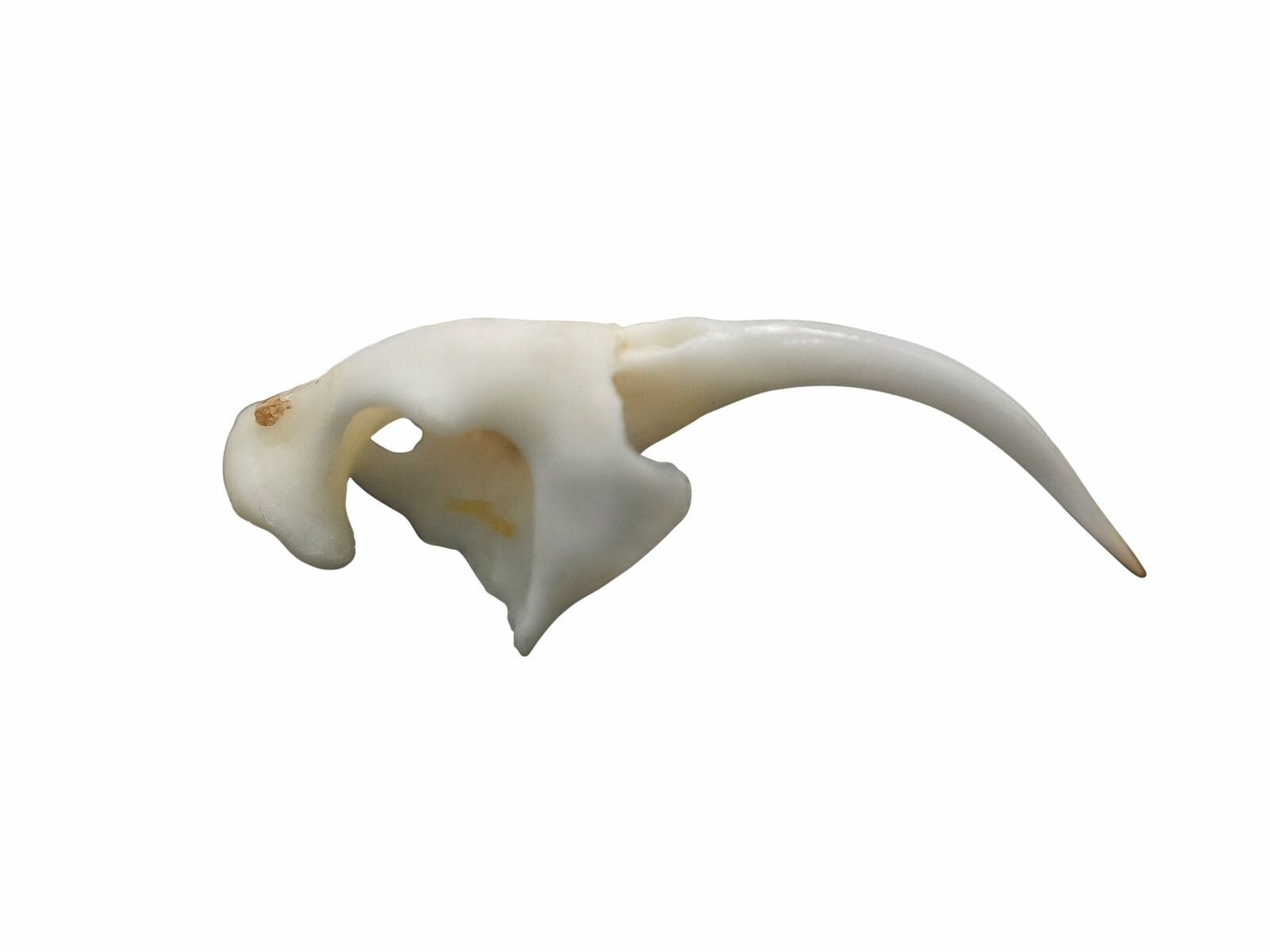 Rattlesnake Skull