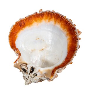 Red Orange Spiny Oyster Shell – First Quality (1086-41-G6333) Y1X