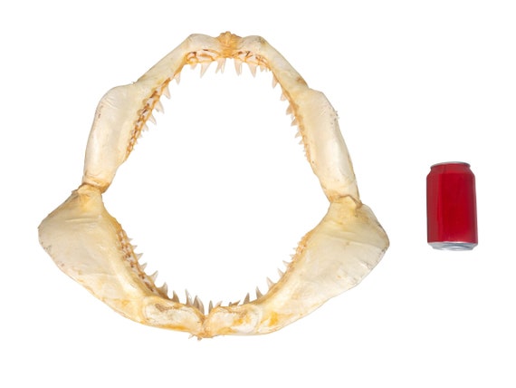 Real Mako Shark Jaw 18