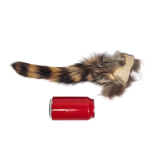 May include: A raccoon tail with brown and black fur, and a tan leather base. A red aluminum can is placed below the tail.