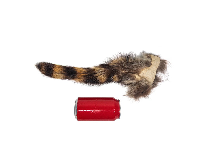 May include: A raccoon tail with brown and black fur, and a tan leather base. A red aluminum can is placed below the tail.