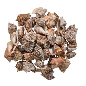 May include: A collection of brown and white seashells with a rough, textured surface. The shells are arranged in a pile, with some overlapping.