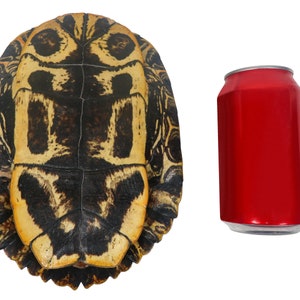 7 to 8 Red Ear Turtle Shell 227GS-0708 Y2N image 2