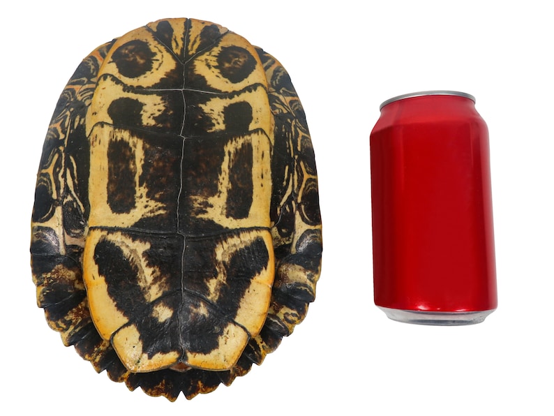 7 to 8 Red Ear Turtle Shell 227GS-0708 Y2N image 2