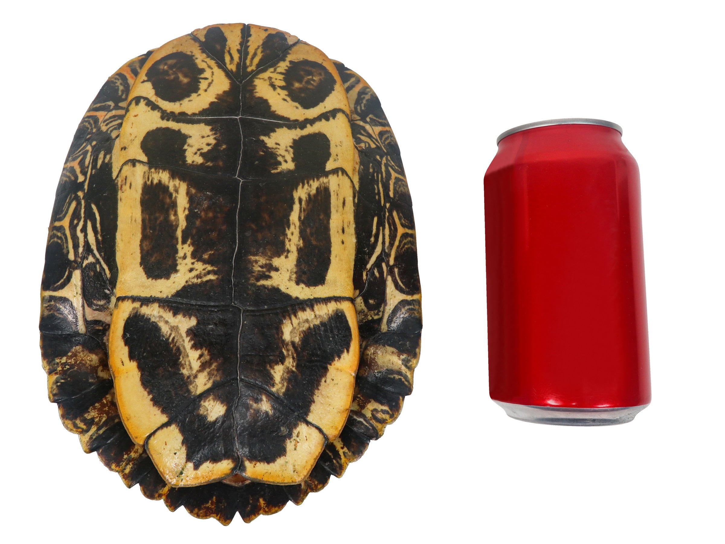 Carapace de tortue rouge de 7 à 8 227GS-0708 10UBS -  France