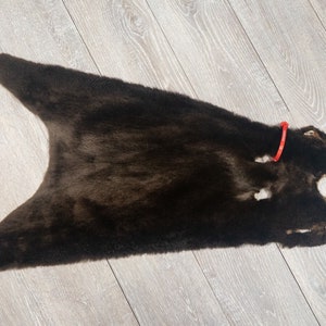 May include: A dark brown fur pelt with a red measuring tape attached to it. The fur is soft and fluffy, and the pelt is in good condition.