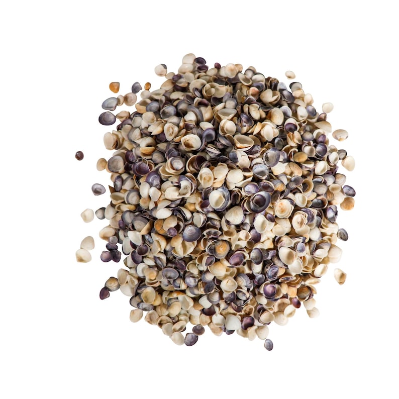 May include: A large pile of small, white, brown, and purple seashells. The shells are arranged in a circular shape, with some of the shells spilling out of the circle.