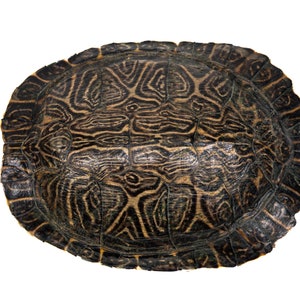 7" to 8" River Cooter Turtle Shell (1077-0708)