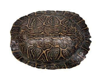 7&quot; to 8&quot; River Cooter Turtle Shell (1077-0708) Y3K