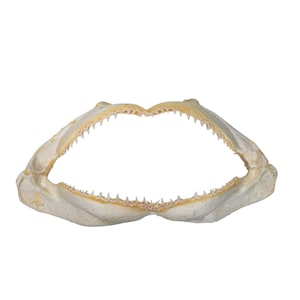 Real Blue Shark Jaw 14&quot; (561-J20-G6301) Y3K