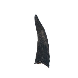 Real Black Goat Horn: Extra Small (318-1BKXS-AS) Y1X