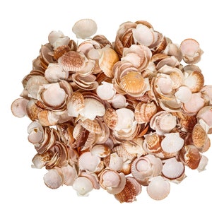 Pecten Pyxiadus Deep Shells: 1.25&quot;-1.75&quot; 1-KG bag (2.2 lbs) (2HS-3398-KG) Y3K