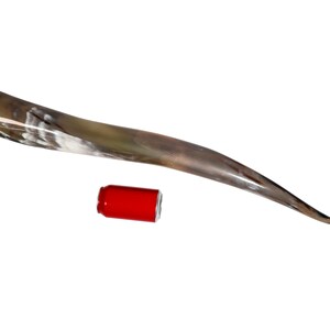May include: A long, curved, brown and white horn with a natural finish. The horn is approximately 20 inches long and is shown next to a red can.