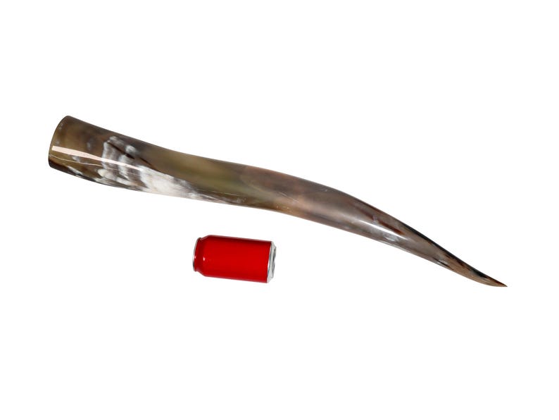 May include: A long, curved, brown and white horn with a natural finish. The horn is approximately 20 inches long and is shown next to a red can.
