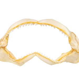 Real Bull Shark Jaw 18&quot; (561-J16-18-G4606) Y3K