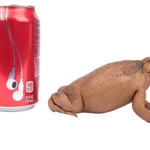 Puede incluir: Un sapo marr&oacute;n con textura rugosa est&aacute; sentado junto a una lata de Coca-Cola. La lata es de 355 ml y tiene 140 calor&iacute;as.