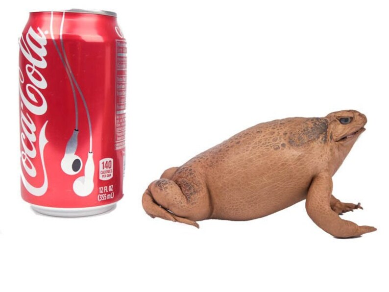 Puede incluir: Un sapo marr&oacute;n con textura rugosa est&aacute; sentado junto a una lata de Coca-Cola. La lata es de 355 ml y tiene 140 calor&iacute;as.