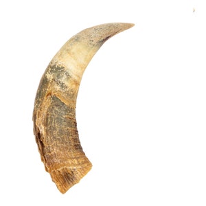 Weathered Steer Horn #1: Gallery Item (306-W-1-G6046) Y3K