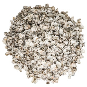Star Limpet Shells 0.75&quot;-1.25&quot;: 1-Gallon (2HS-3936-GA) Y3K