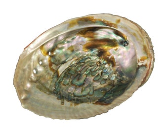 Mexican Green Abalone Shell: 6-7" (221-67G) Y3M