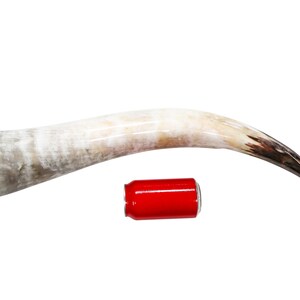 Pode incluir: Um grande chifre de vaca natural, branco com uma ponta marrom escura. O chifre &eacute; aproximadamente do tamanho de uma lata de refrigerante.