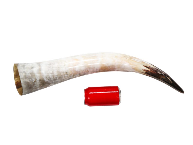Pode incluir: Um grande chifre de vaca natural, branco com uma ponta marrom escura. O chifre &eacute; aproximadamente do tamanho de uma lata de refrigerante.