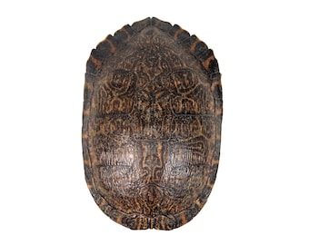 9" to 10" Red Ear Turtle Shell (227GS-0910)