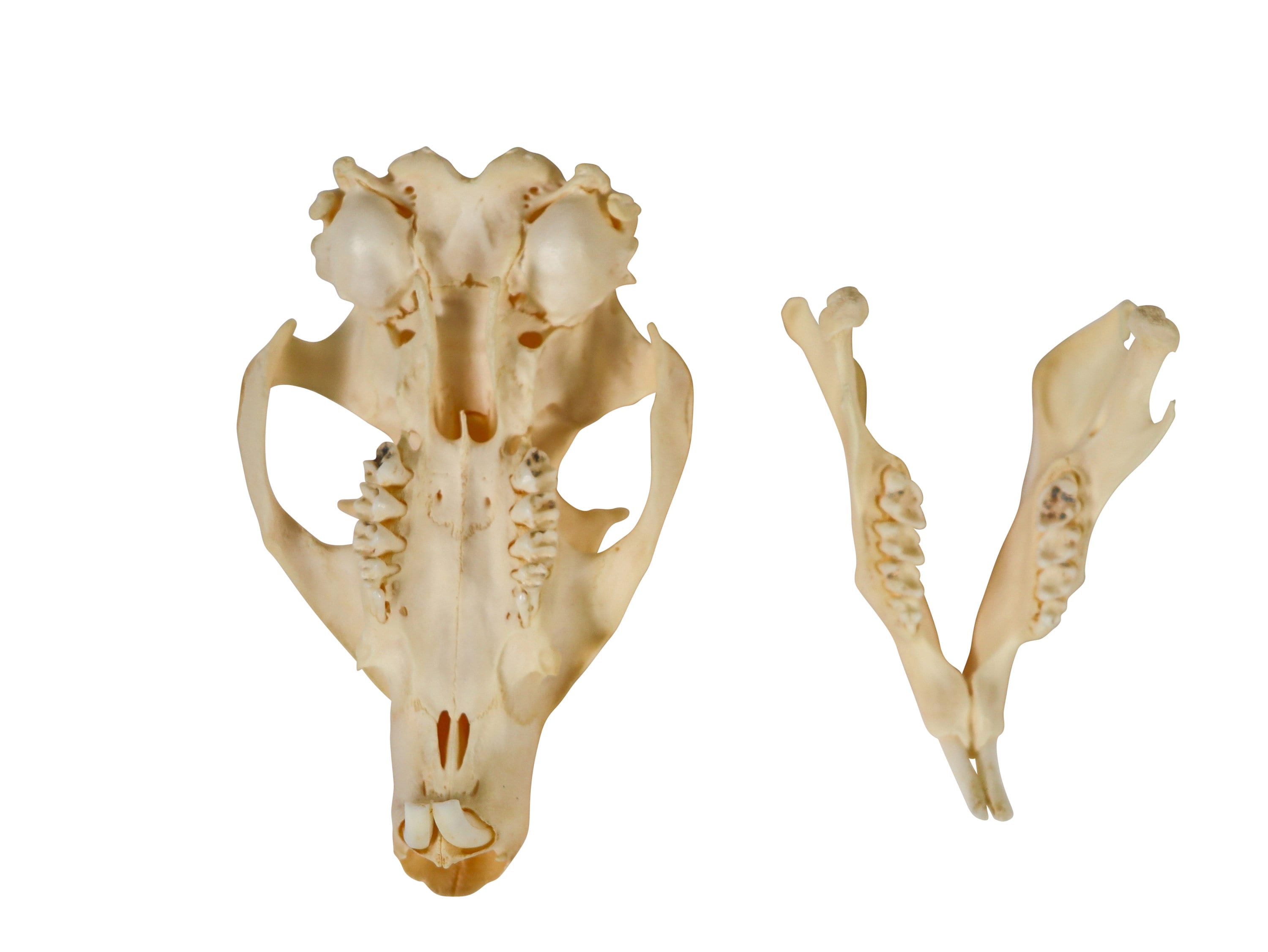 Groundhog/woodchuck Skull (15-234 ) C01 - Etsy