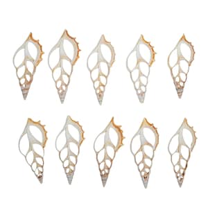 May include: Ten white and brown seashells with intricate patterns and a delicate, openwork design.