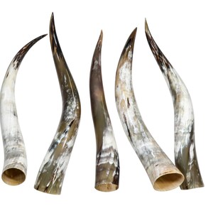 May include: Five natural cow horns, each with a unique pattern of white and brown markings. The horns are curved and pointed, and they are arranged in a row.