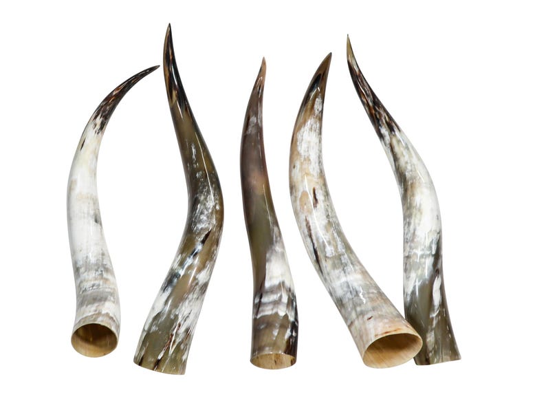 May include: Five natural cow horns, each with a unique pattern of white and brown markings. The horns are curved and pointed, and they are arranged in a row.