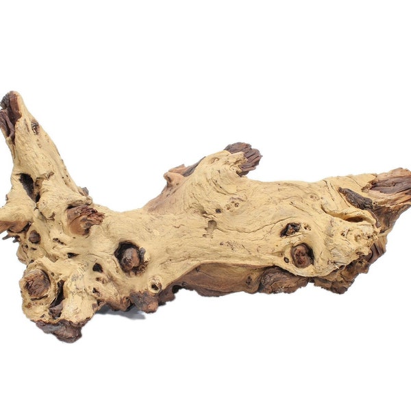 Namibian Mopane / Rootwood / Driftwood (562-XL-G3729) Y1E