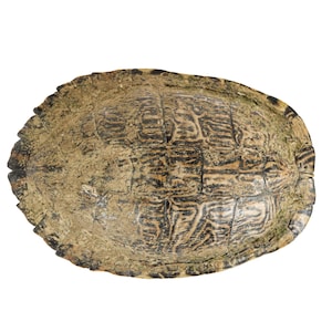 May include: An oval turtle shell featuring a textured surface with a complex pattern of dark brown and tan lines. The shell has a weathered appearance with visible scutes and a serrated edge along the perimeter, showcasing natural organic details.