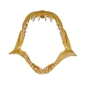 Real Mako Shark Jaw 14&quot; (561-J17-G4984) Y1K