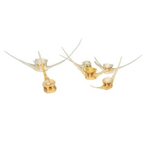 May include: A collection of small, off-white animal vertebrae, each with a central cylindrical body and delicate, wing-like protrusions extending outwards. The bones are arranged against a plain white background.