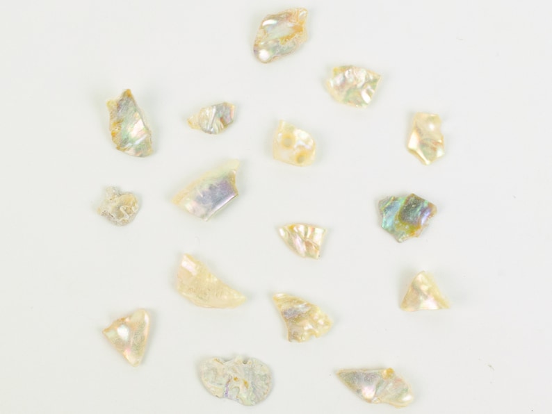1-kg bag 220-TP-10-BW Bleached White African Abalone Shell Pieces: 10mm size 10UB 2.2 pounds