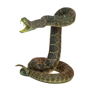 May include: A close-up of a rattlesnake with its mouth open, revealing yellow fangs. The snake's body is a mix of brown, gray, and black scales, coiled on a white background. The snake's head is raised, and its tail is visible.