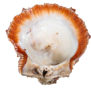 Red Orange Spiny Oyster Shell – First Quality (1086-41-G6336) Y1X