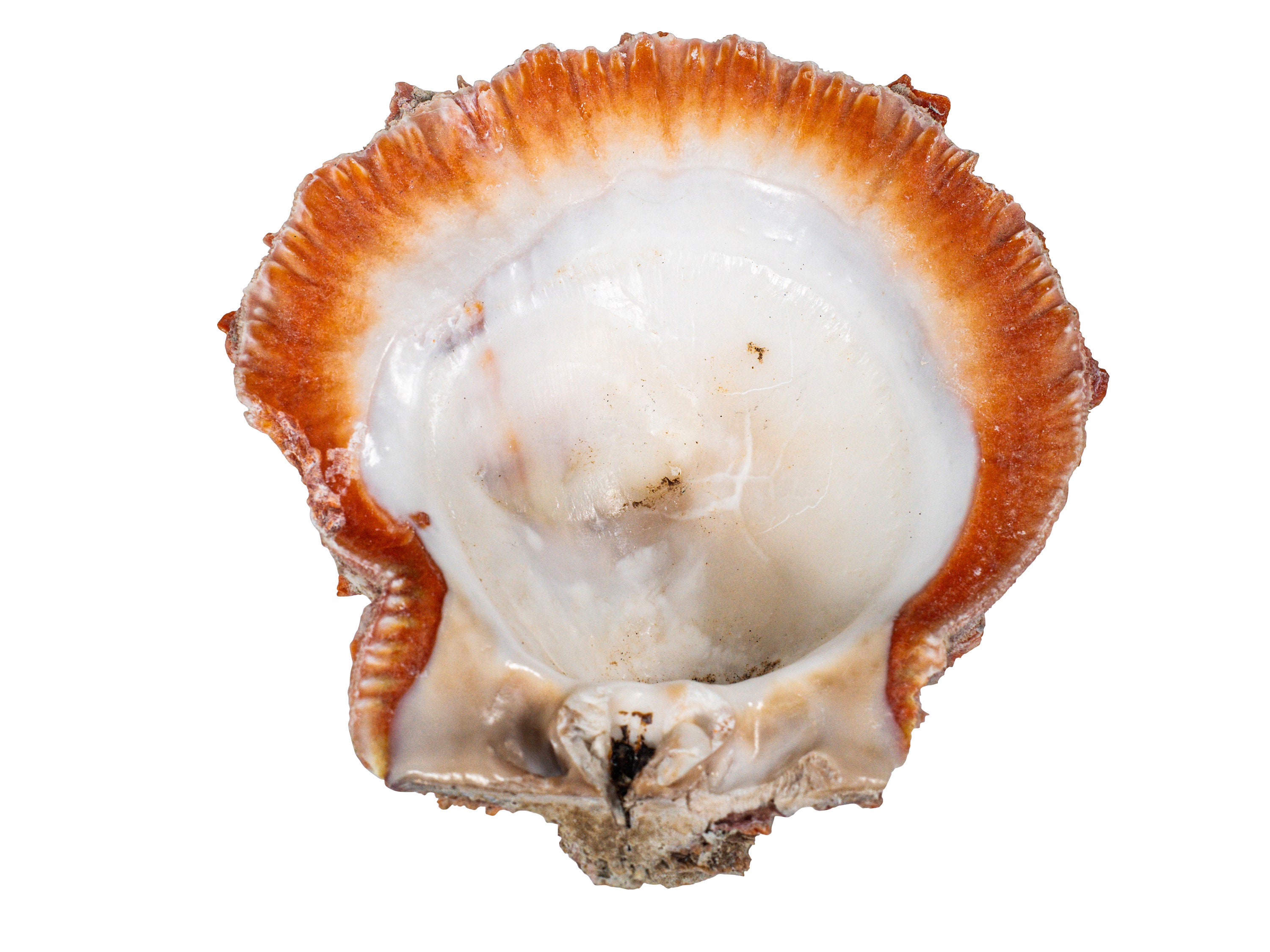 Coquilles d'huîtres pour oiseaux - Accessoires animaux