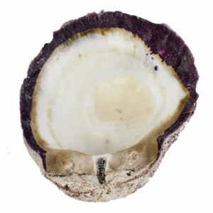 Purple Spiny Oyster Shell – Second Quality (1086-22-G3329) Y1J