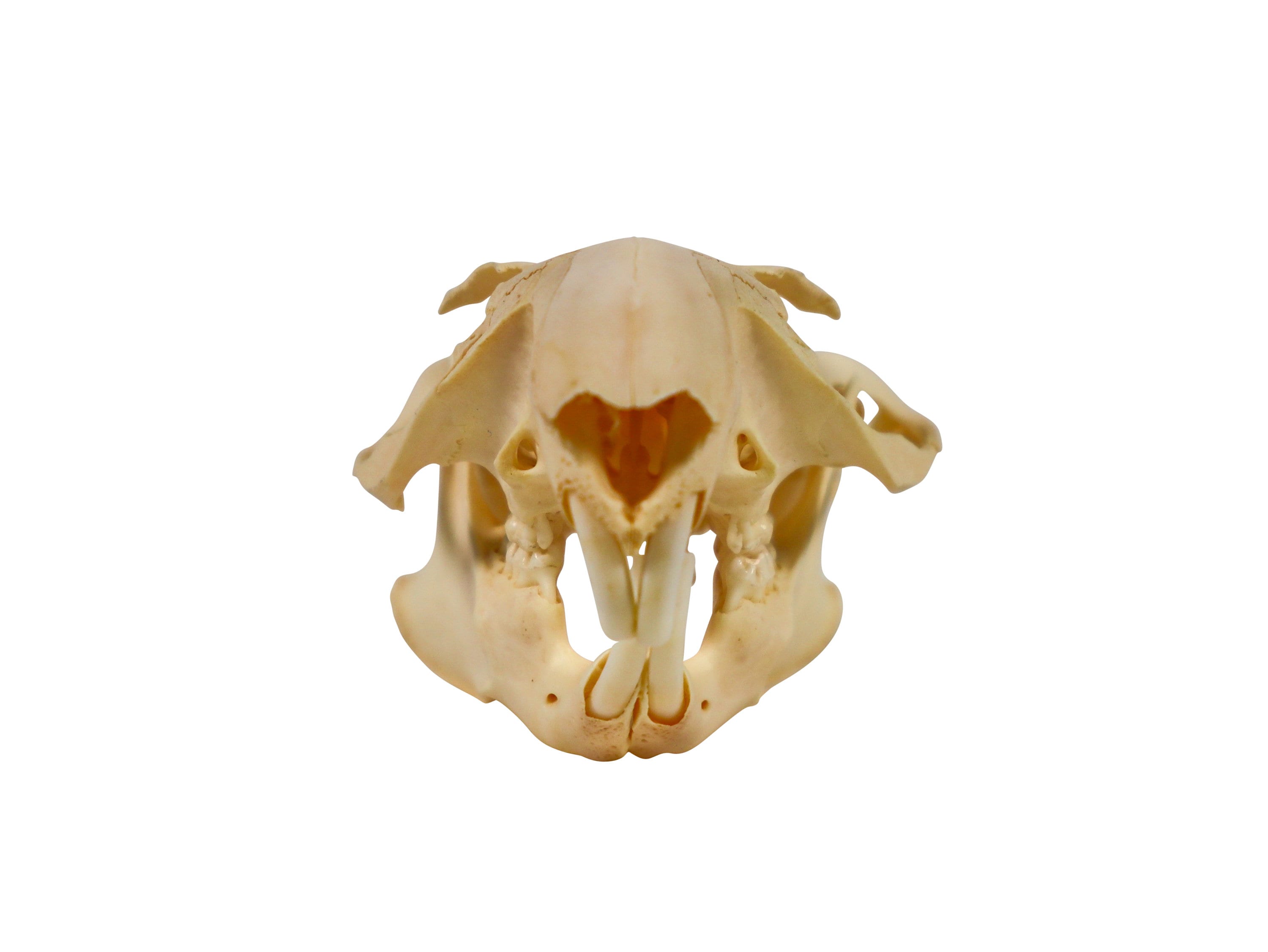 Groundhog/woodchuck Skull (15-234 ) C01 - Etsy