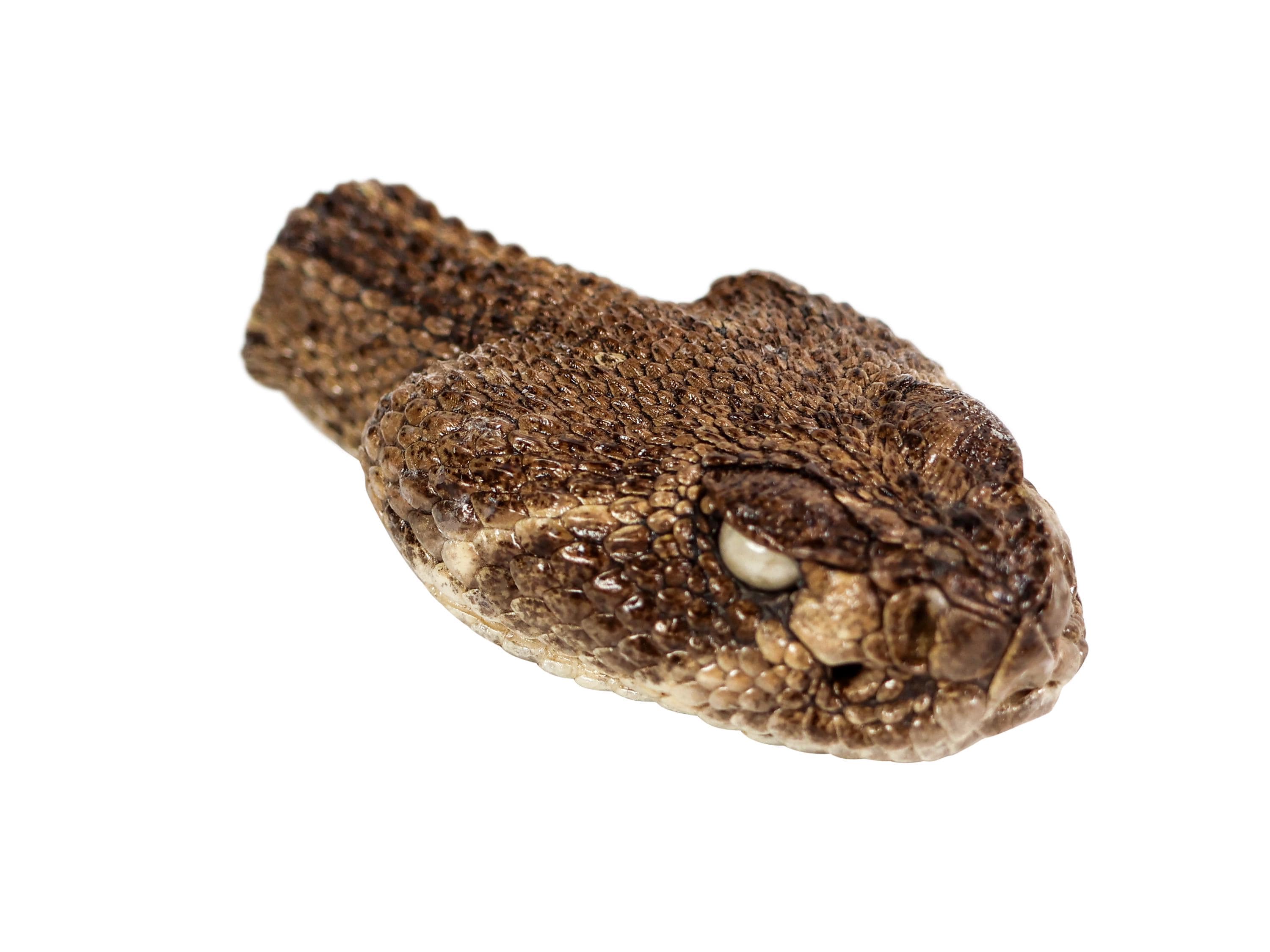 Real Random Assorted Rattlesnake Head With Closed Mouth: Medium