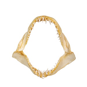 Real Mako Shark Jaw 14&quot; (561-J17-G4579) Y1K