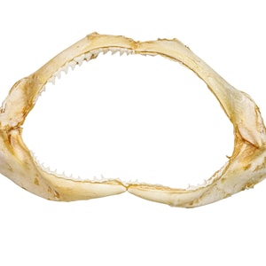 Real Bull Shark Jaw 10&quot; (561-J16-09-G4768) Y3K