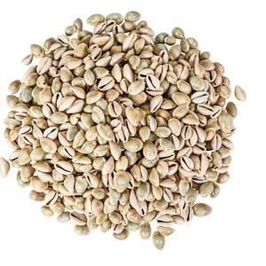 May include: A large pile of white and green cowrie shells, a type of sea shell, on a white background.