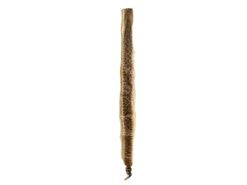 598-SKI-G4159 Real Texas Western Rattlesnake Skin with Rattle N Gallery